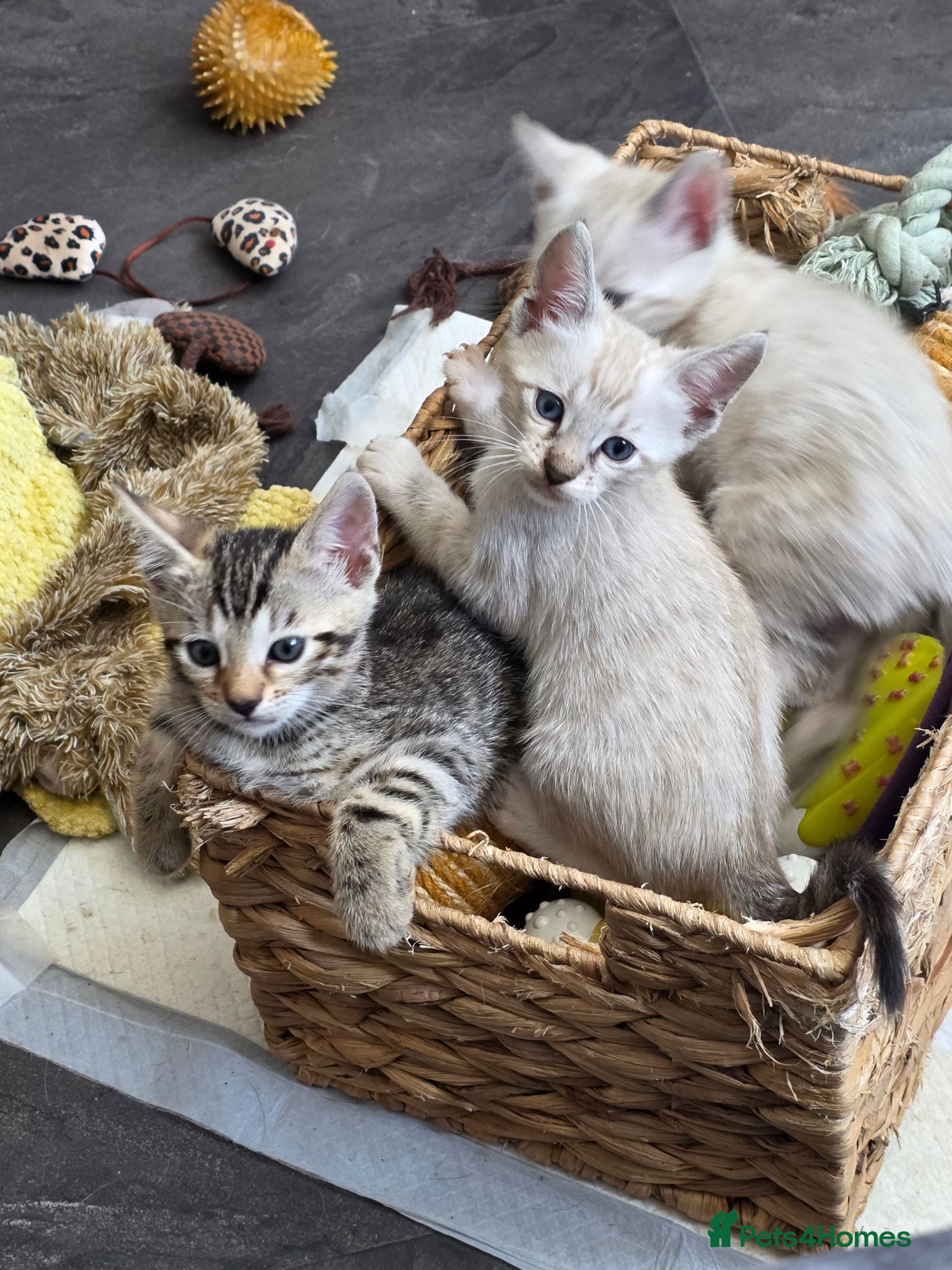 Bengal cats Bengal kittens  - Advert 3