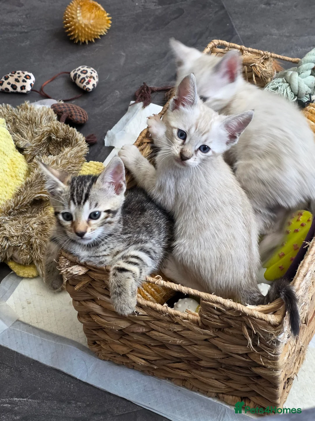 Bengal cats for sale: Bengal kittens  - Advert 1