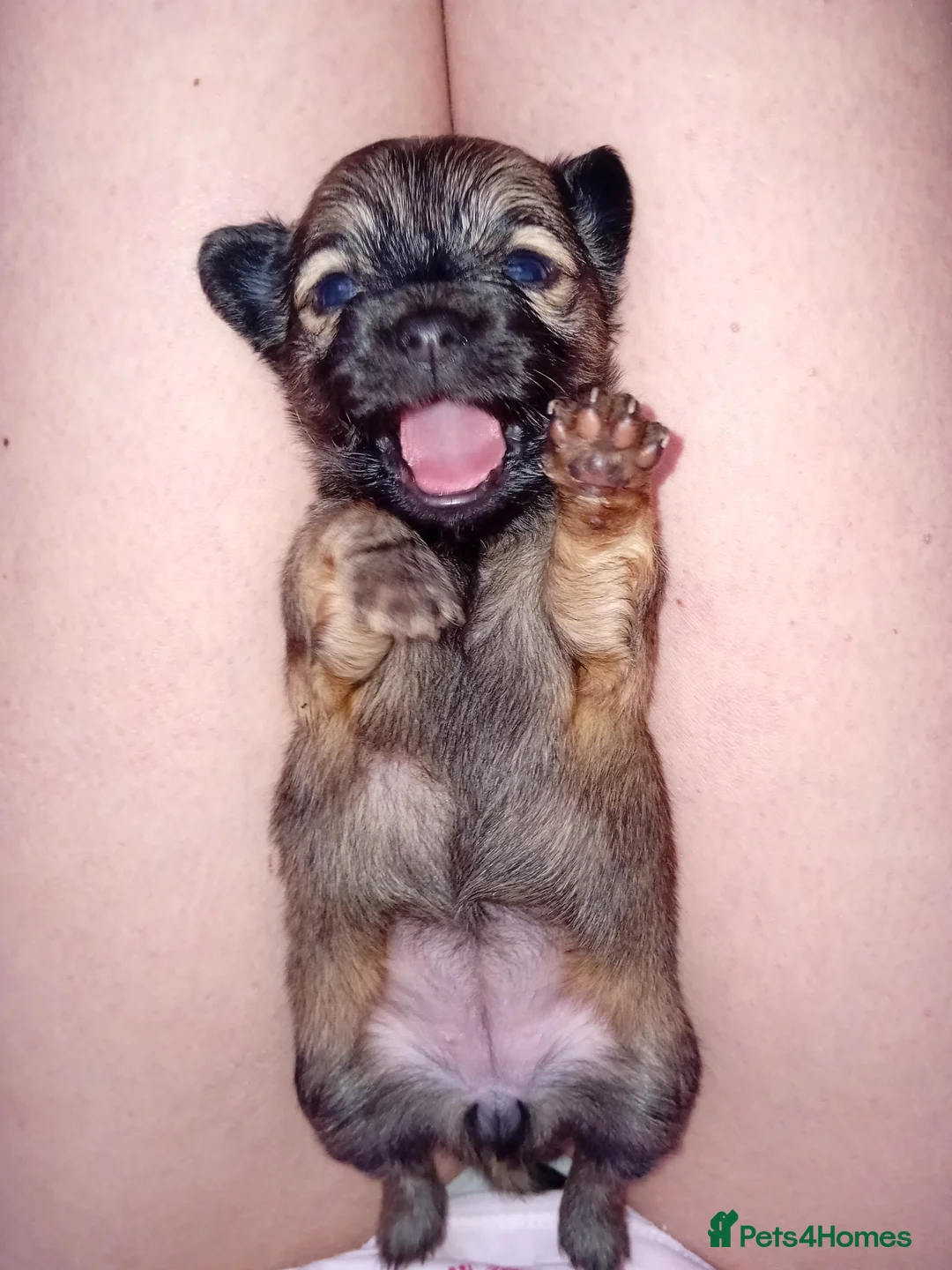 Chihuahua dogs for sale: Beautiful Girl in Leamington Spa - Advert 2