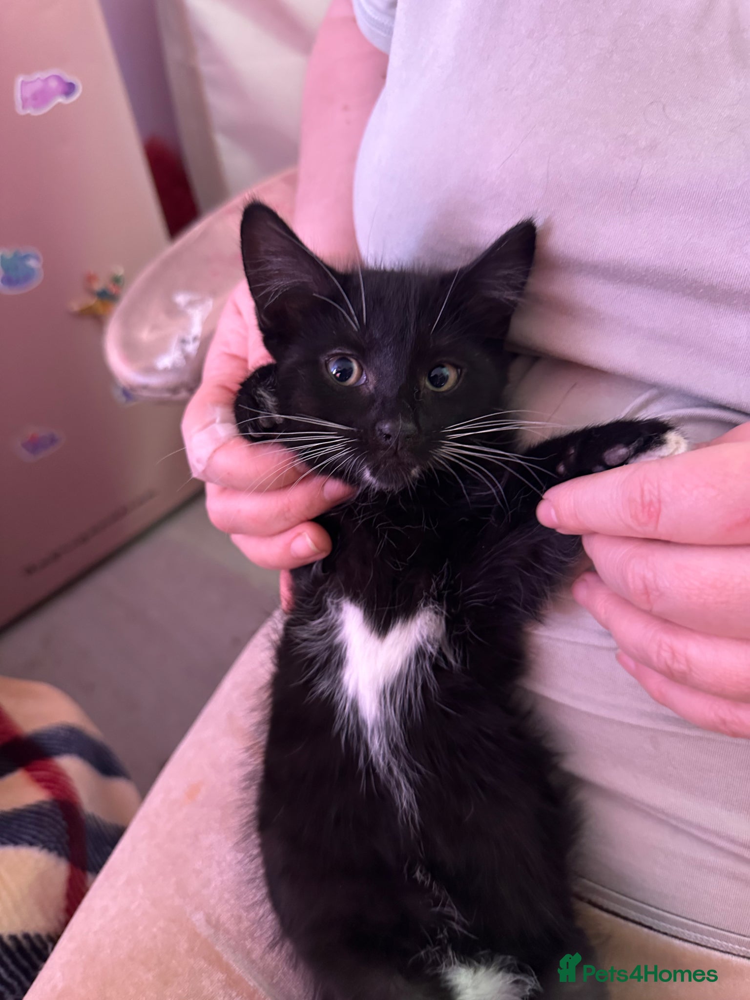 Domestic Shorthair cats for sale: Black & white kittens For Sale in London - Advert 1