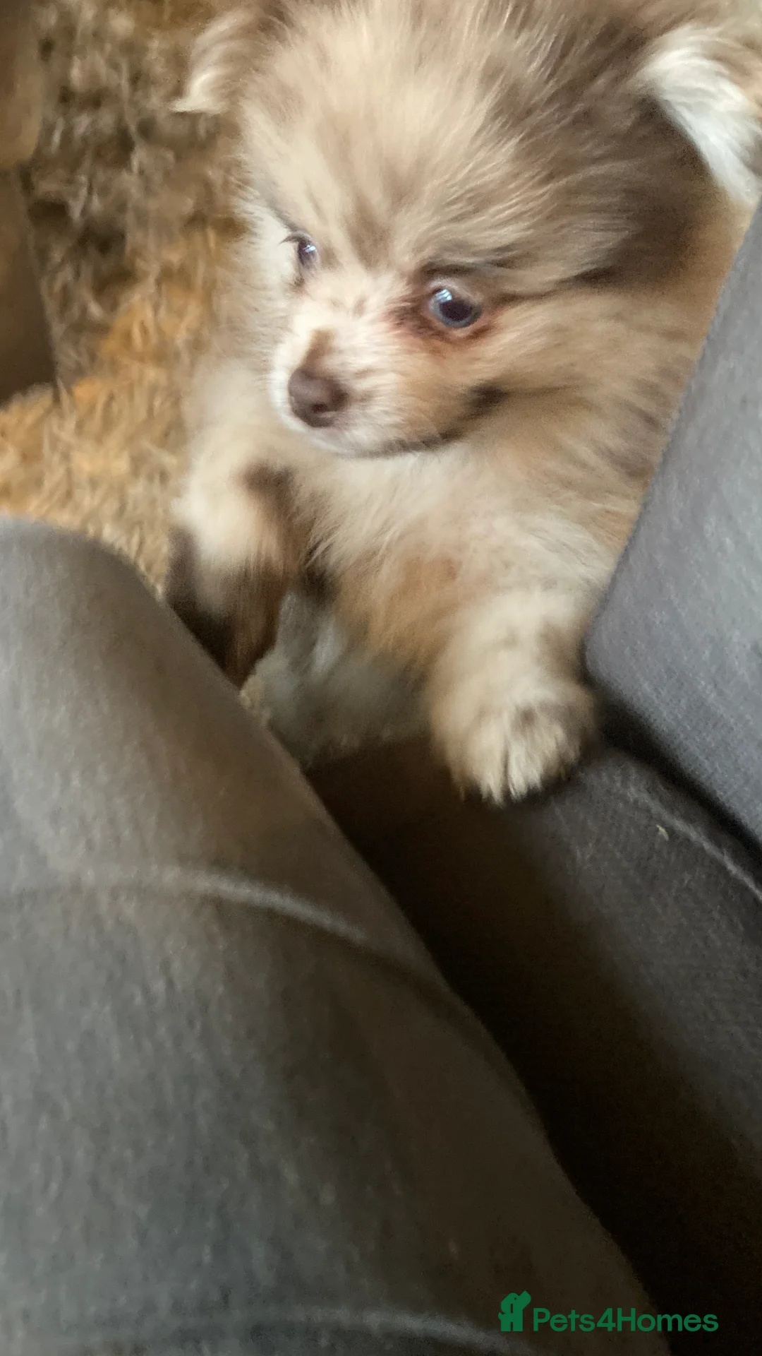 Pomeranian dogs for sale: Stunning litter of 6 Pomeranian Pups - Advert 20