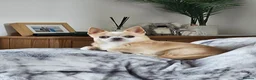 Chihuahua dogs for sale: Teddy - Advert 5