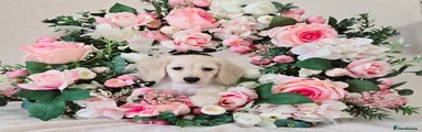 Miniature Dachshund 5