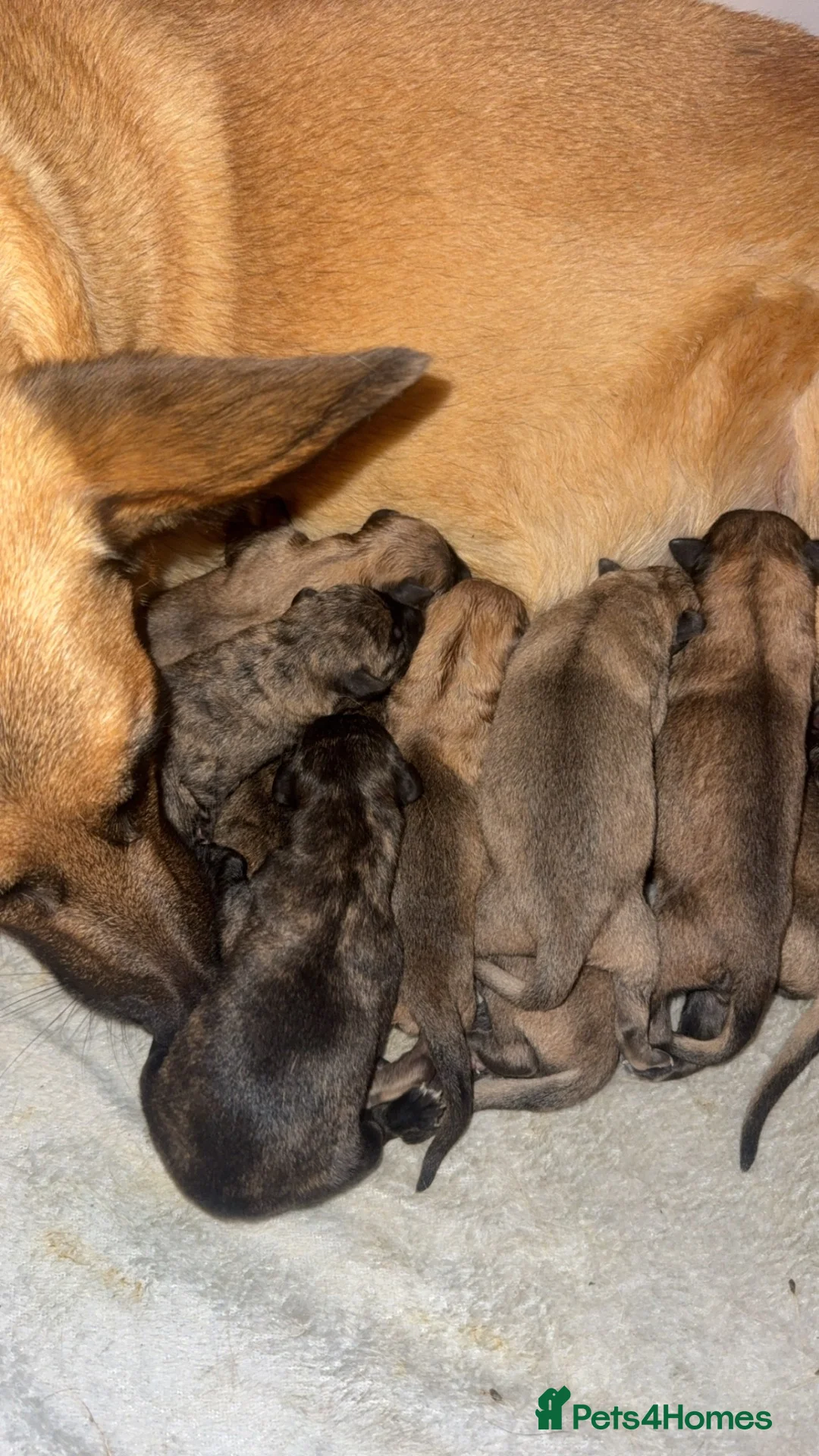 Mixed Breed dogs for sale: 12 gorgeous puppies need new family’s  - Advert 2
