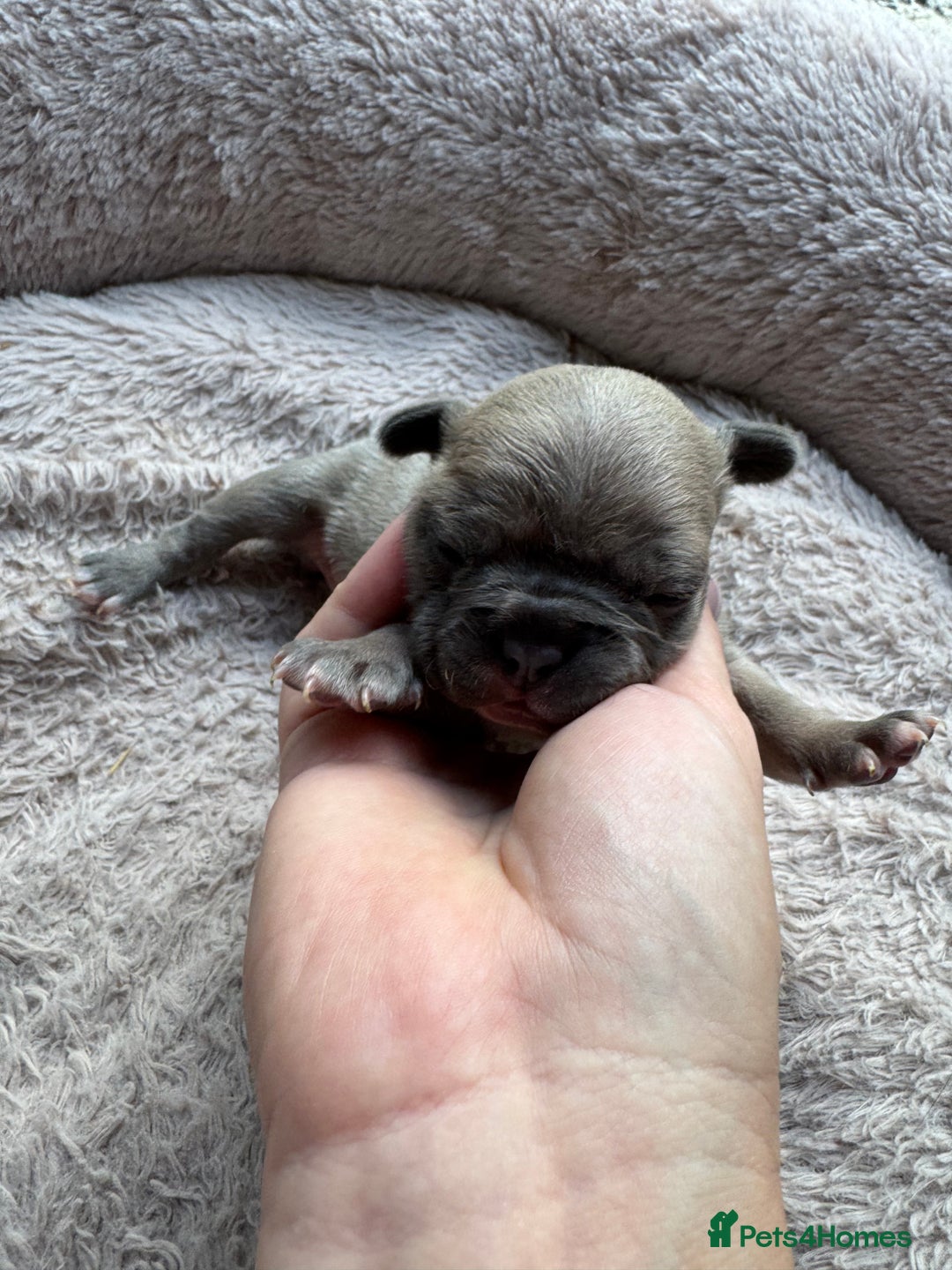 French Bulldog dogs for sale: Litter of mixed colour French bulldog puppies  - Advert 23