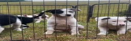 Border Collie dogs for sale: 5 Beautiful Border Collie, Blue Merle - Advert 5