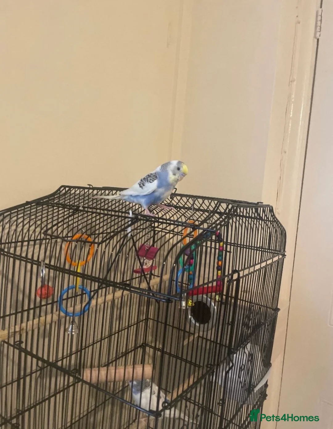 Budgerigars birds for sale: Lonely beautiful budgies (Sold together) - Advert 9