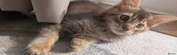 Abyssinian cats for sale: Abyssinian X for sale in Abingdon - Advert 5
