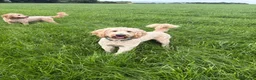 Mixed Breed dogs for stud: Standard F1 Goldendoodle for stud in Preston - Advert 4
