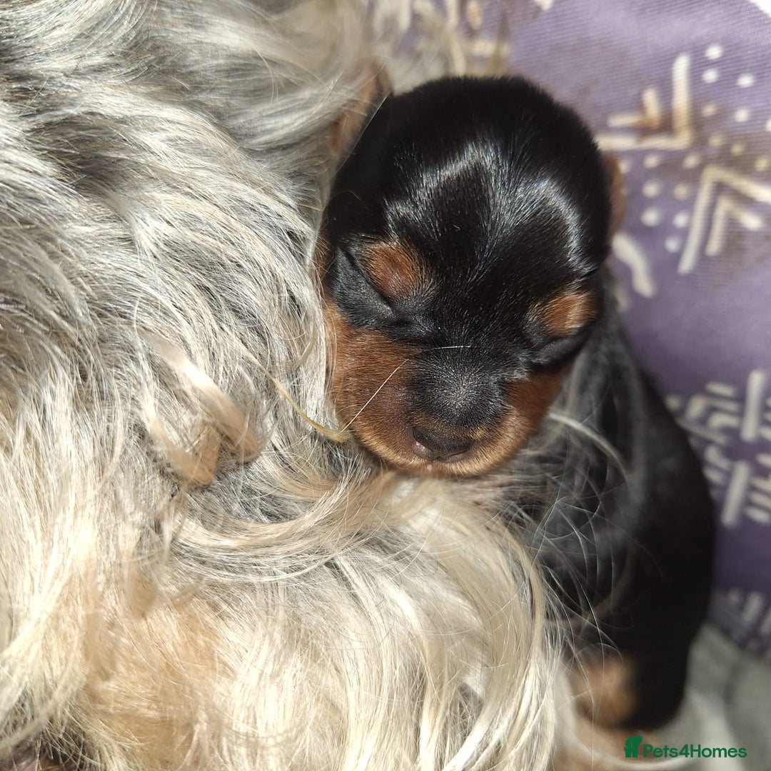 Yorkshire Terrier dogs for sale: Yorkshire Terrier Puppies – Ready 24 Dec - Image 11