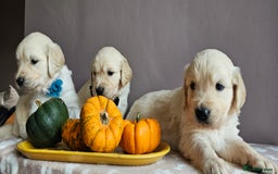 Golden Retriever dogs for sale: Outstanding Kc registered Golden Retriever babies  - Image 6