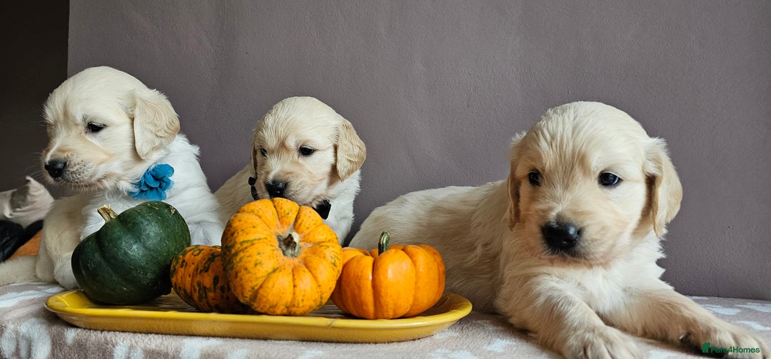 Golden Retriever dogs for sale: Outstanding Kc registered Golden Retriever babies  - Image 6