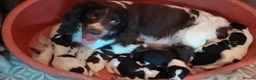 Sprollie dogs for sale: Sprollie puppies for sale - Advert 1
