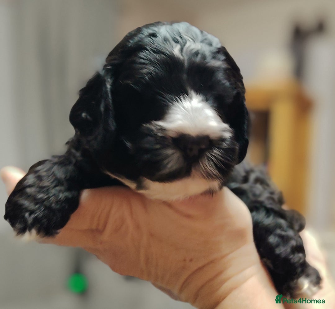 Cockapoo dogs for sale: F3 cockapoo  - Image 31