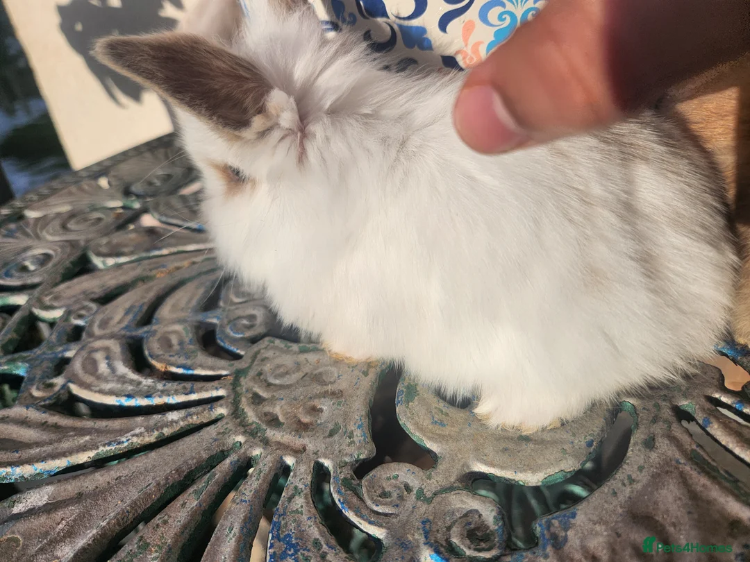 Lionhead rabbits for sale: CUTE BLUE EYES BABY Lionheads double mane. B - Advert 6