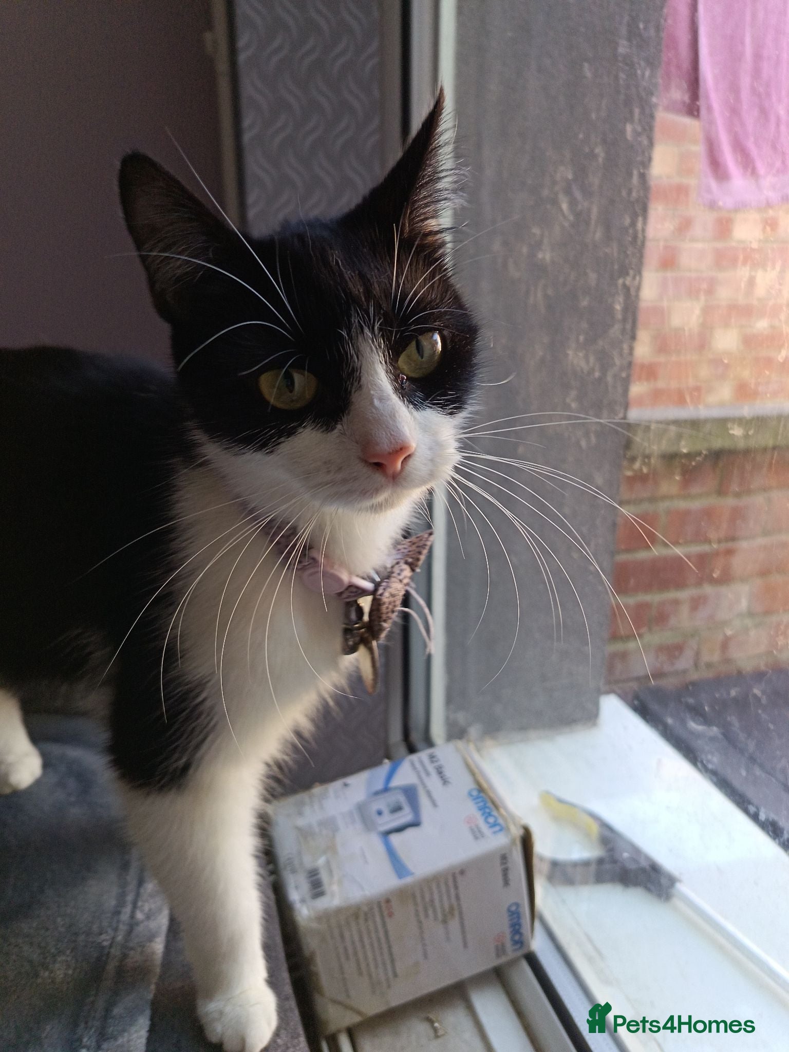 Mixed Breed cats Mainecoon Mix  - Advert 9