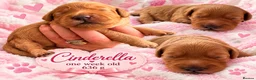 Australian Labradoodle dogs for sale: Multigenerational Australian Labradoodle Puppies - Advert 30