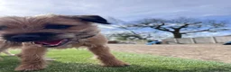 Border Terrier dogs for sale: KC registered 2y Border Terrier Bitch - Advert 5