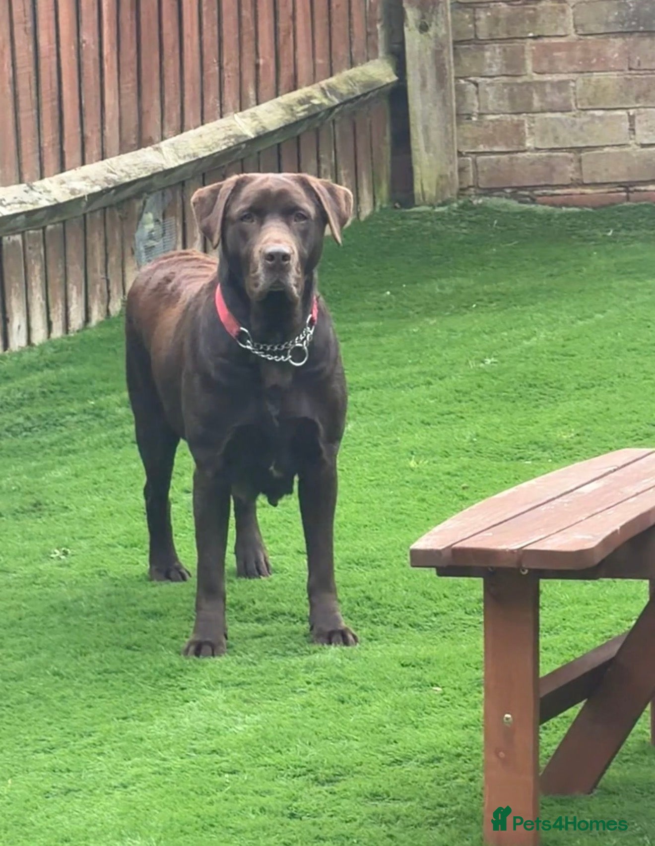 Labrador Retriever dogs Chocolate labrador girl 5 years old  - Advert 9