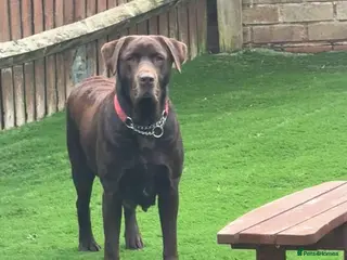 Labrador Retriever dogs Chocolate labrador girl 5 years old - Advert 9