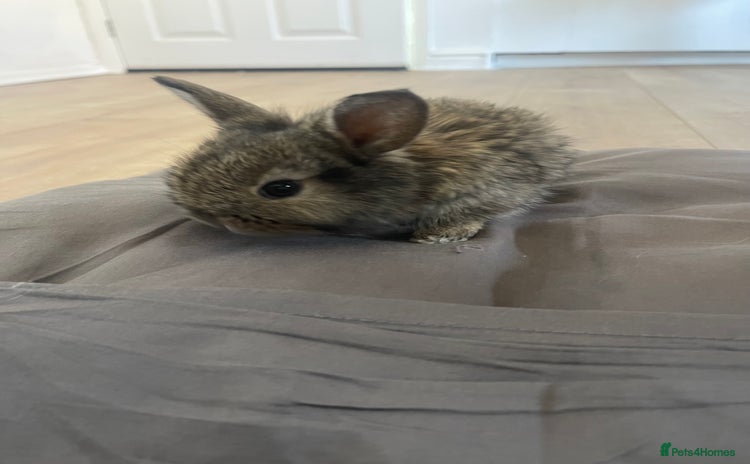 Mini Lion Lop rabbits - Advert 6