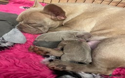 French Bulldog dogs for sale: french bulldog puppies  - Image 5