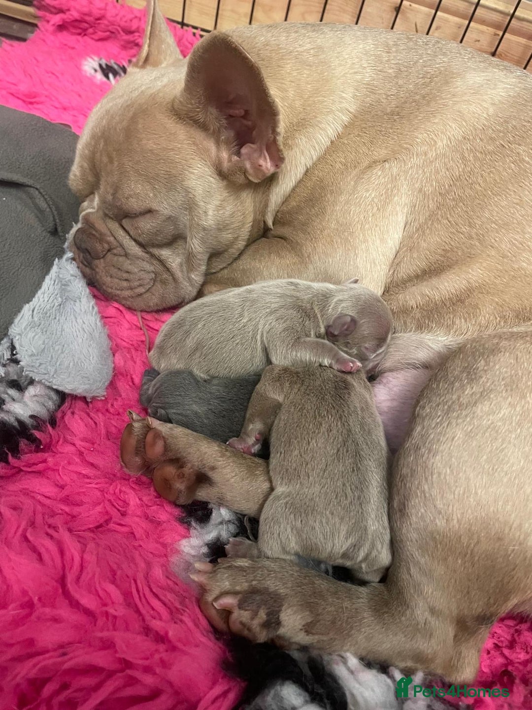 French Bulldog dogs for sale: french bulldog puppies  - Image 5