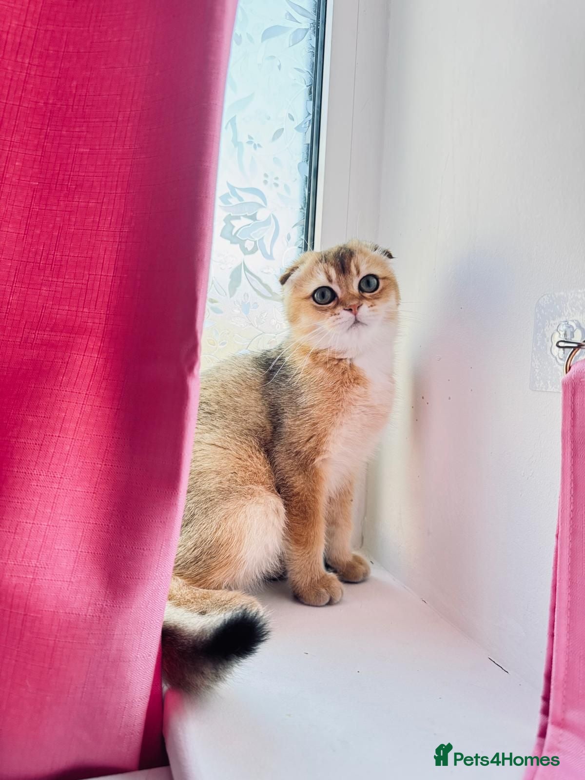 Scottish Fold cats 🐾 TICA Registered Scottish Fold Boy  🩵 - Advert 1