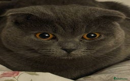 British Shorthair cats for sale: Beautiful Gentle Male British Shorthair - Image 1