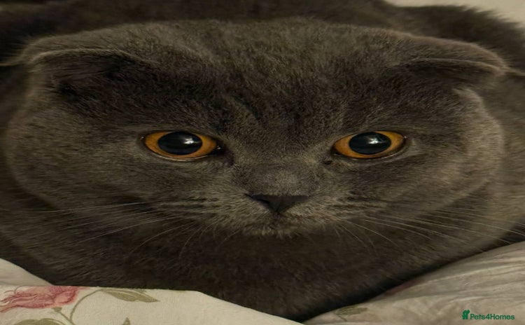 British Shorthair cats for sale - Advert 1