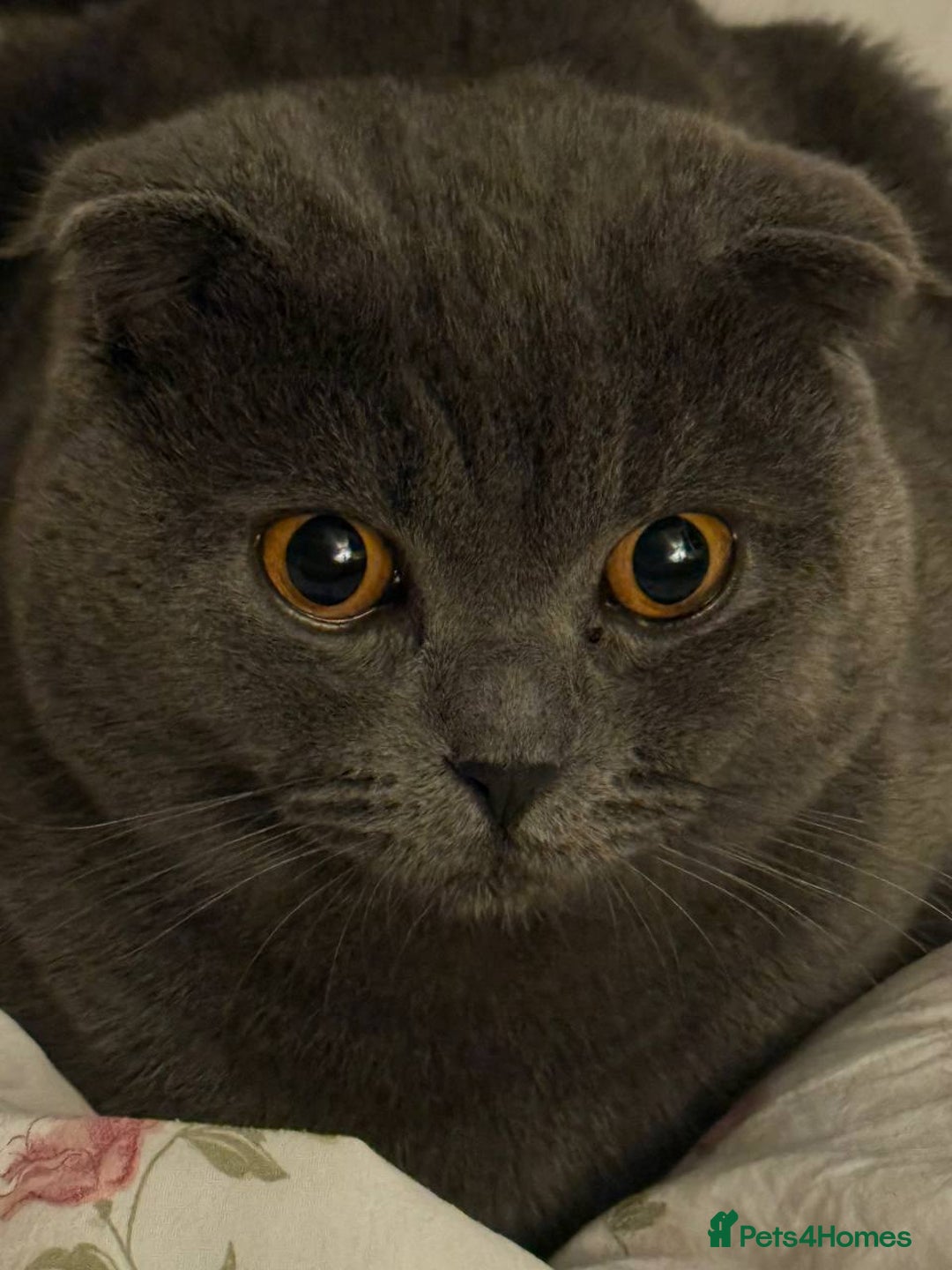 British Shorthair cats for sale: Beautiful Gentle Male British Shorthair - Image 1
