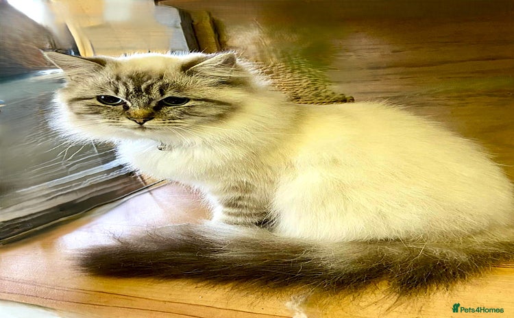 Ragdoll cats - Advert 1