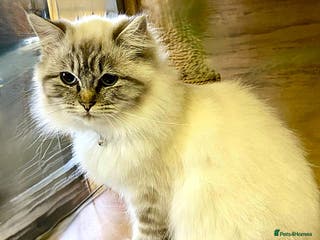 Ragdoll cats Ragdoll x 2. GCCF active registered. - Advert 8