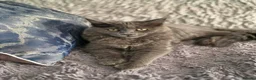 Maine Coon cats for sale: Maine Coon kittens for sale - Advert 4