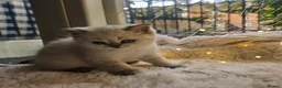 Scottish Fold cats for sale: Reduced💥£350 ready now Tica scottish fold london  - Advert 8