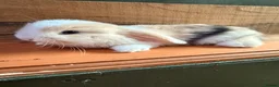 Mini Lop rabbits for sale: MINI LOP BUNNIES - PEDIGREE  - Advert 31