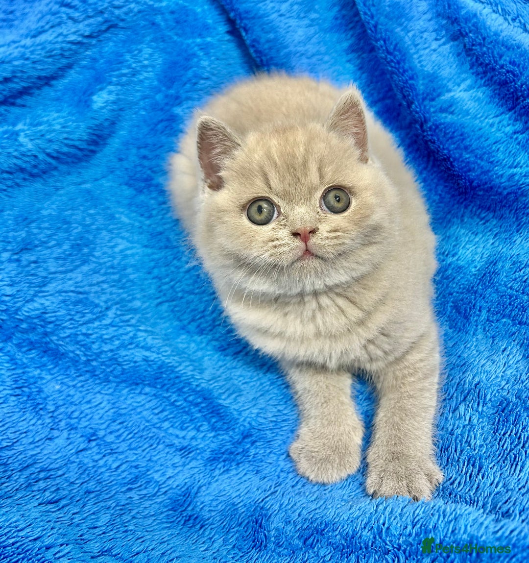 British Shorthair cats for sale: GCCF British Shorthair for Sale - Advert 32
