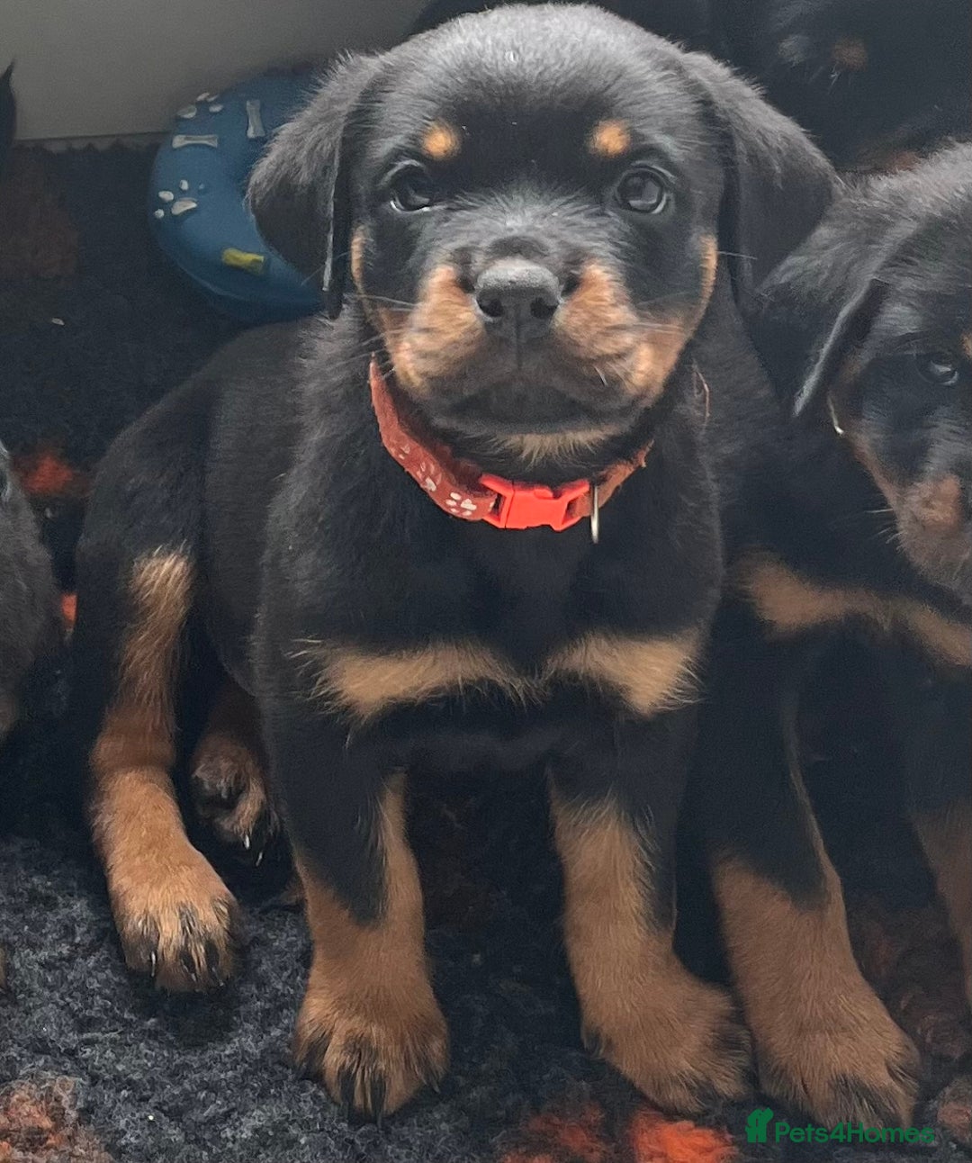 Rottweiler dogs for sale: Stunning kc registered Rottweiler pups.  - Image 34