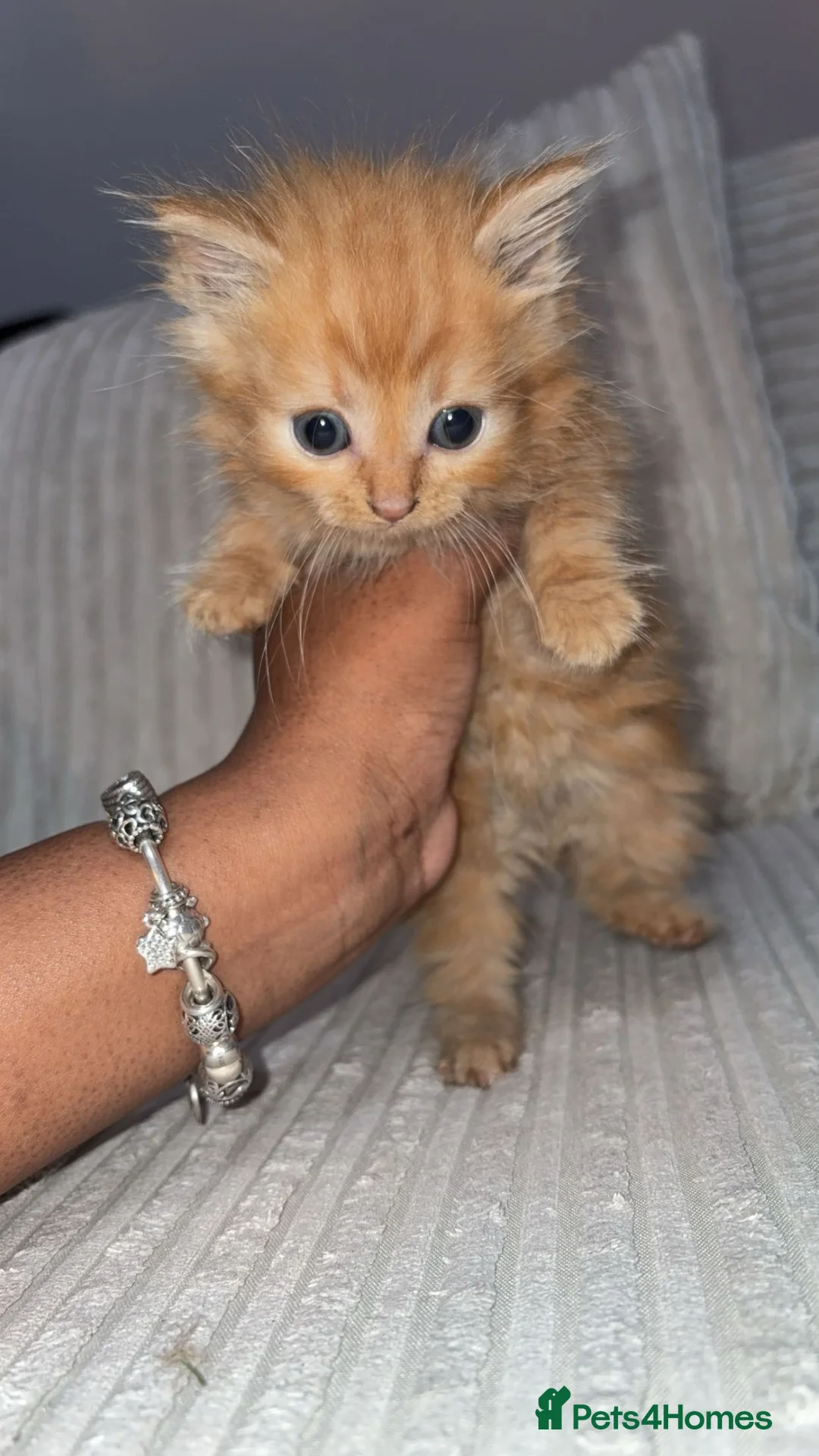 Mixed Breed cats for sale: Mixed breed kittens in Brierley Hill - Advert 6