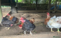 Mixed Breed birds for sale: 8 free hens - Image 1