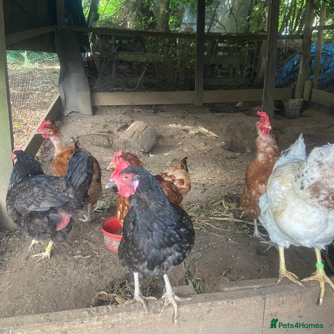Mixed Breed birds for sale: 8 free hens - Image 1