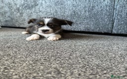 Mixed Breed dogs for sale: Lhasa Apso Cross - Image 18