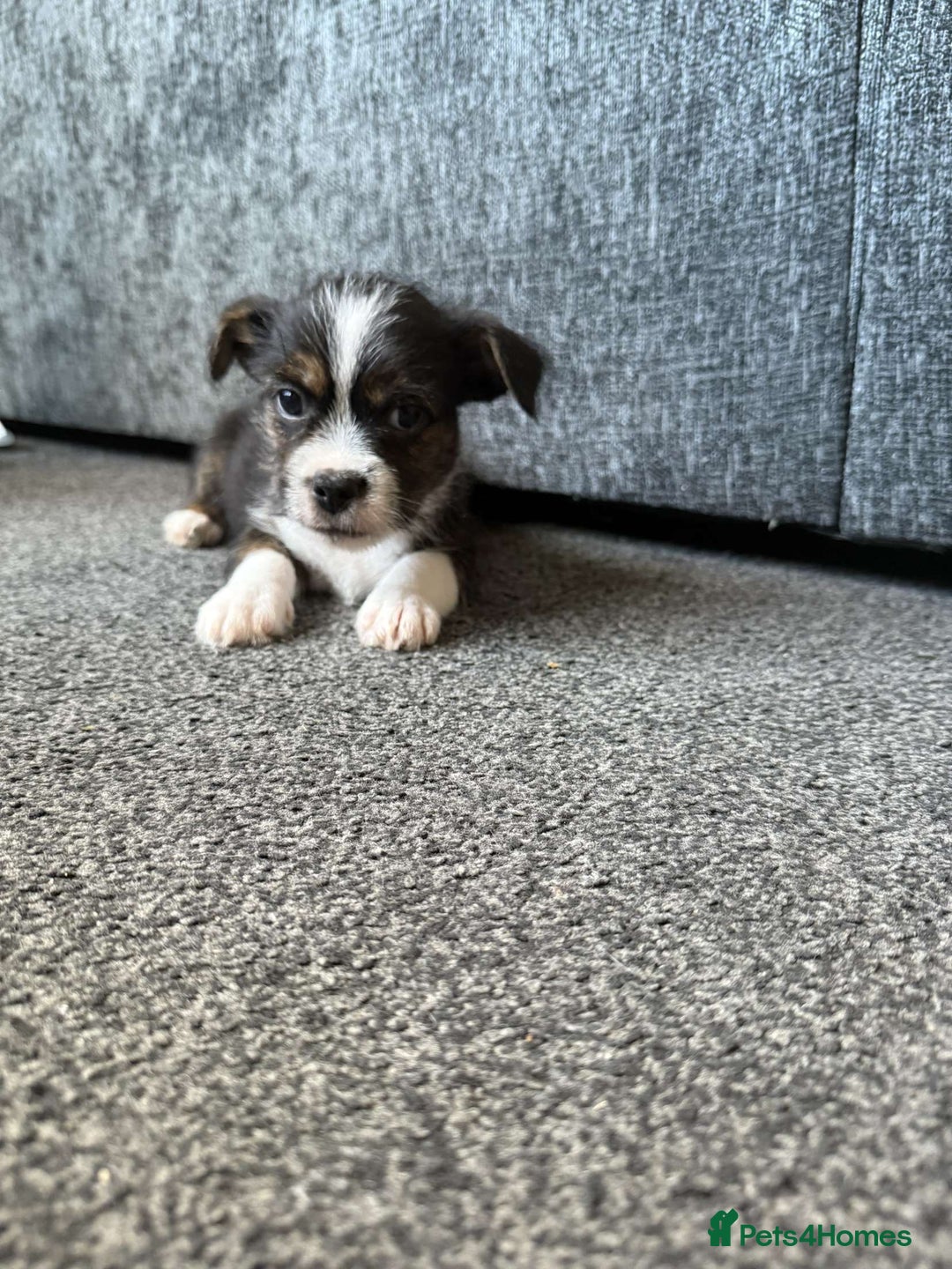 Mixed Breed dogs for sale: Lhasa Apso Cross - Image 18