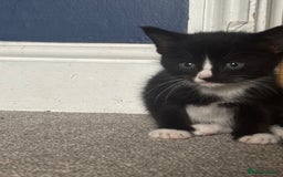 Mixed Breed cats for sale: Black and white kittens - Image 6