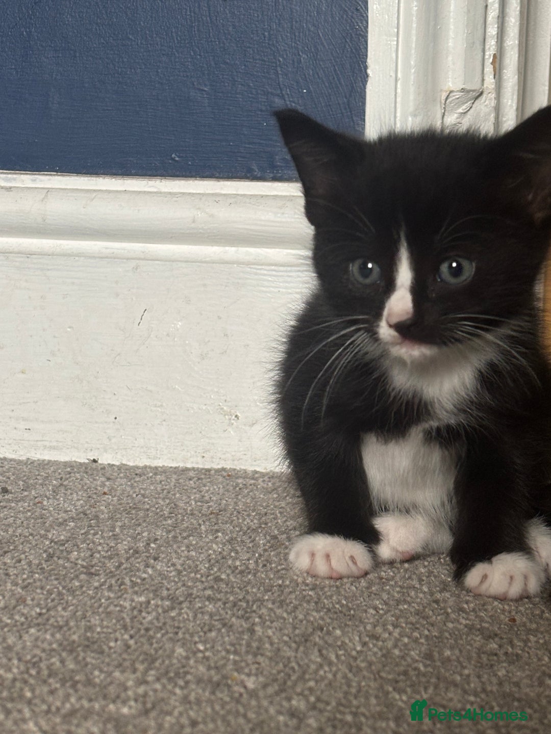Mixed Breed cats for sale: Black and white kittens - Image 6