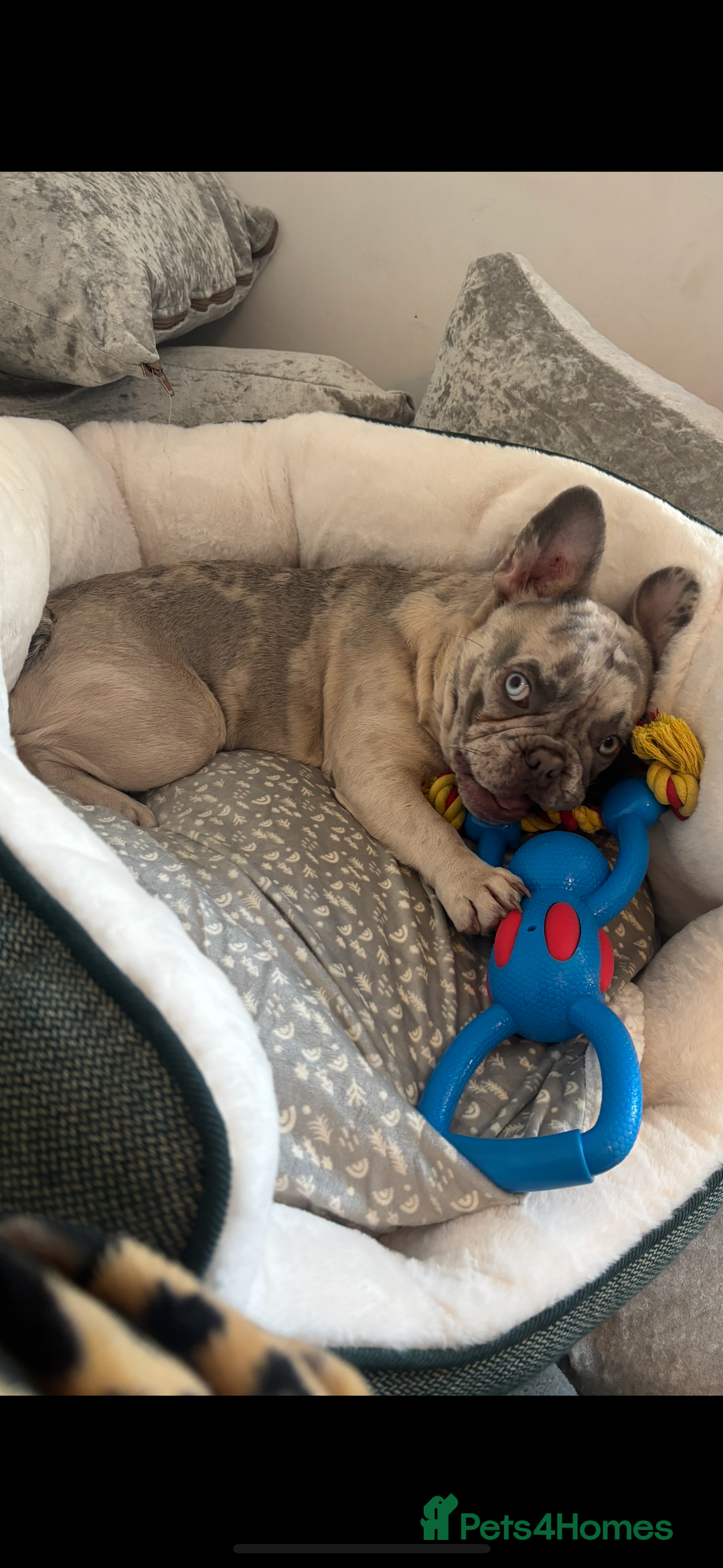 French Bulldog dogs for sale: Marley - Advert 3