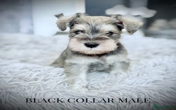Miniature Schnauzer dogs for sale: ⭐️⭐️ ADORABLE MINI SCHNAUZER PUPS ⭐️⭐️ - Image 2