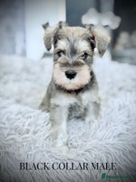 Miniature Schnauzer dogs - Advert 15