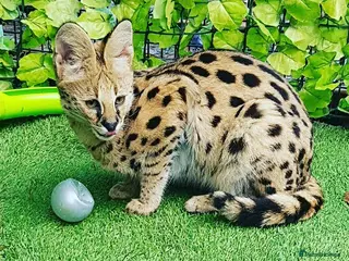 Savannah cats F1 Savannah golden girl - Rare! - Advert 9