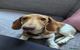 Miniature Dachshund dogs for sale: Piebald dachshund  - Image 4